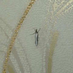 Lepidoptera