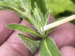 Ruellia pedunculata