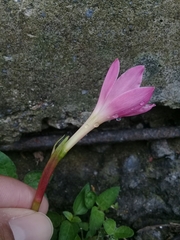 Zephyranthes miradorensis