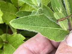 Ruellia pedunculata