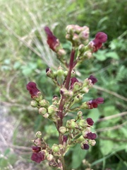 Scrophularia
