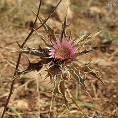 Carlina lanata