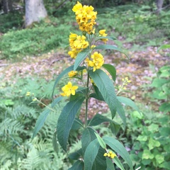 Lysimachia vulgaris