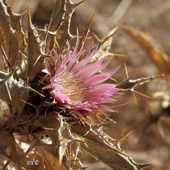 Carlina lanata