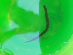 Erpobdella octoculata