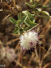 Centaurea iberica