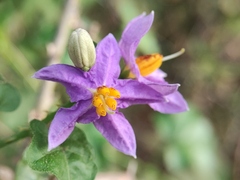 Solanum trilobatum