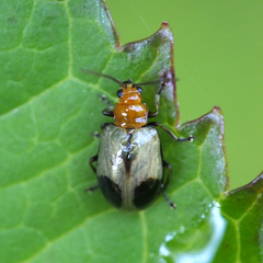Paridea angulicollis