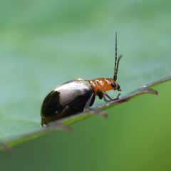 Paridea angulicollis