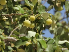 Styrax officinalis
