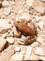 Rana macrocnemis
