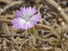 Dianthus strictus