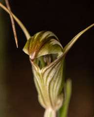 Pterostylis scabra