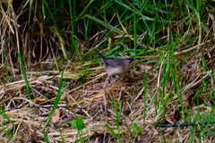 Cistothorus platensis