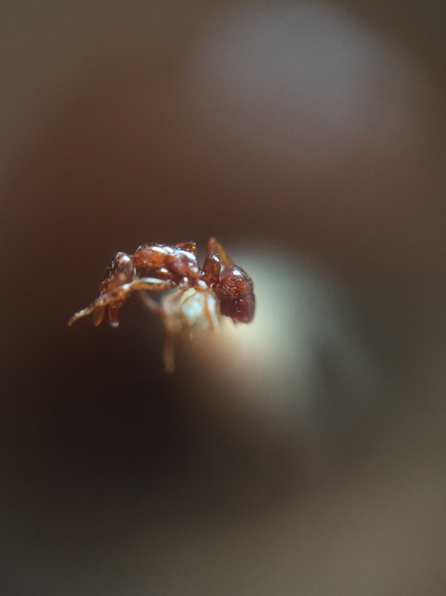 Hypoponera schmidti