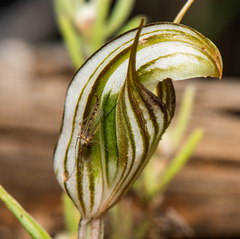 Pterostylis scabra
