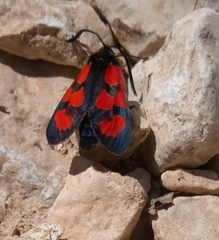 Zygaena armena