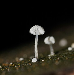 Mycena piringa