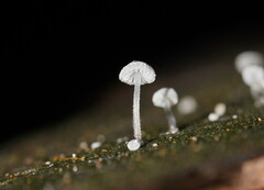 Mycena piringa