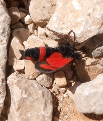 Zygaena armena