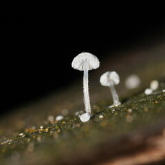Mycena piringa