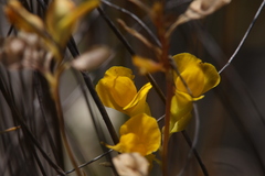 Utricularia odorata