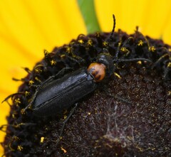 Nemognatha nemorensis