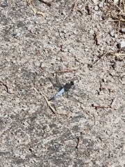 Orthetrum cancellatum