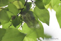 Cyclidia substigmaria