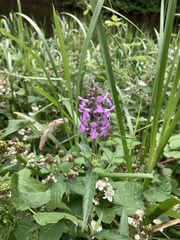 Stachys palustris