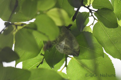 Cyclidia substigmaria