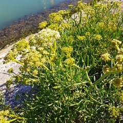 Crithmum maritimum