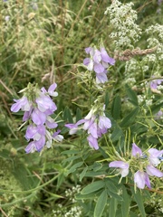 Galega