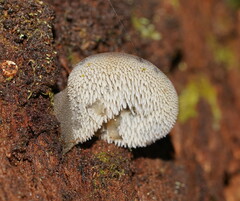 Pseudohydnum tasmanicum
