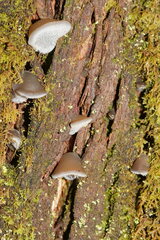 Pseudohydnum tasmanicum