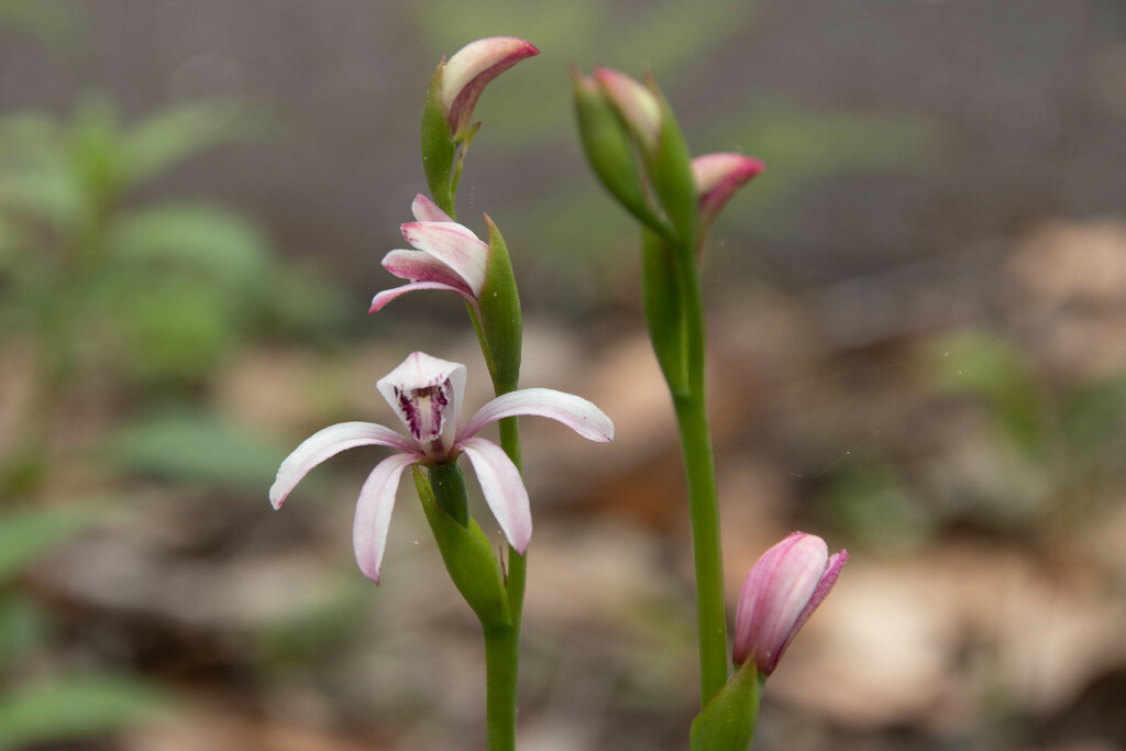 Pyrorchis forrestii
