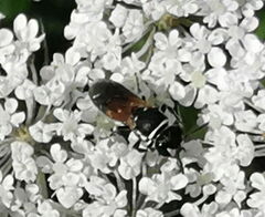 Hylaeus variegatus