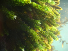 Caulerpa brownii