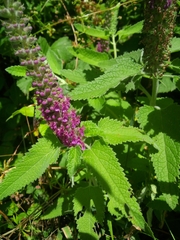 Teucrium hircanicum