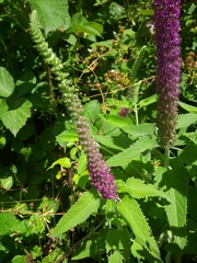 Teucrium hircanicum