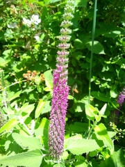 Teucrium hircanicum