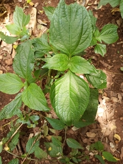Magnoliopsida