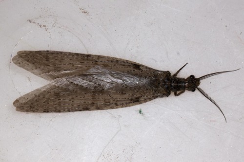 Chauliodes pectinicornis