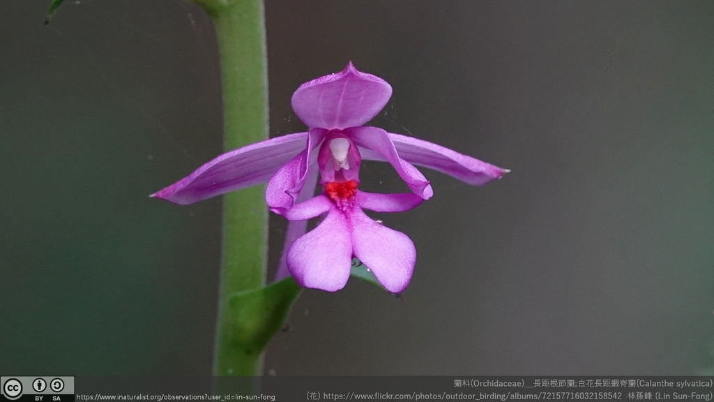 Calanthe × dominyi