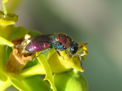 Chrysis pulchella