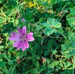 Malva sylvestris