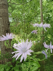 Cicerbita macrophylla