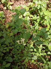 Asteraceae