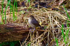 Cistothorus platensis