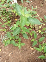 Achyranthes japonica